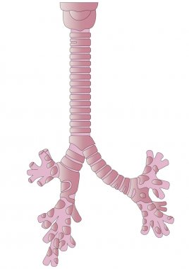 Tracheal Surgery