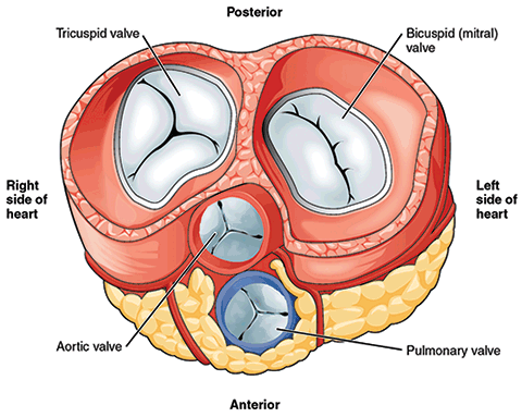 Heart Valve Surgery